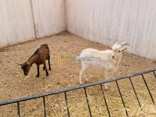 Vente Terrain Agricole Djelfa Dar chioukh