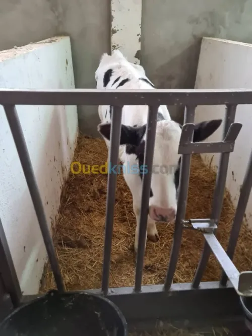 Vente Terrain Agricole Djelfa Dar chioukh