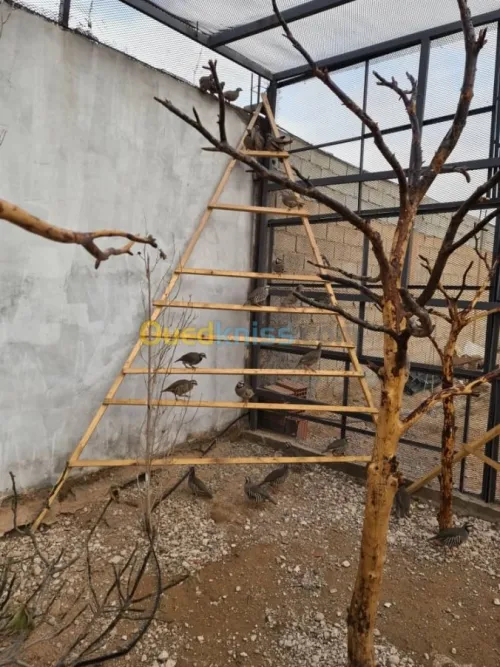 Vente Terrain Agricole Djelfa Dar chioukh