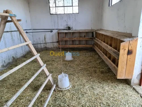 Vente Terrain Agricole Djelfa Dar chioukh