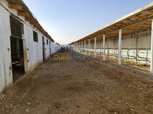 Vente Terrain Agricole Djelfa Dar chioukh
