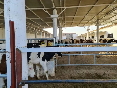 Vente Terrain Agricole Djelfa Dar chioukh