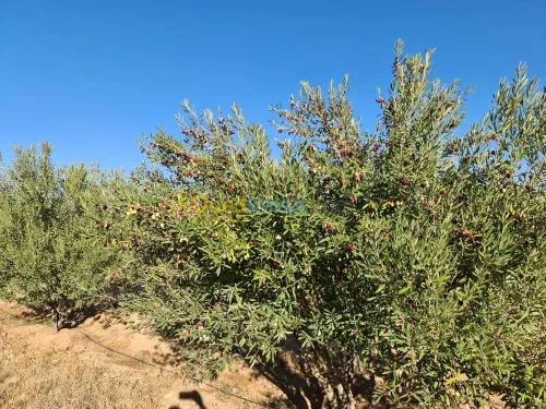 Vente Terrain Agricole Djelfa Dar chioukh