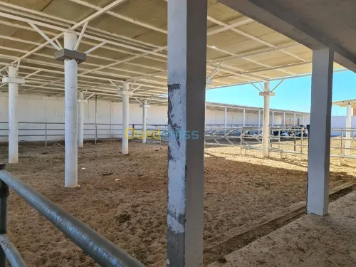 Vente Terrain Agricole Djelfa Dar chioukh