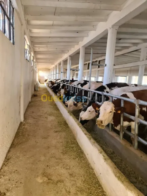 Vente Terrain Agricole Djelfa Dar chioukh