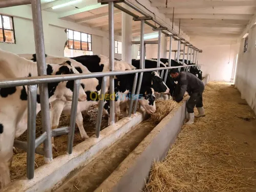 Vente Terrain Agricole Djelfa Dar chioukh