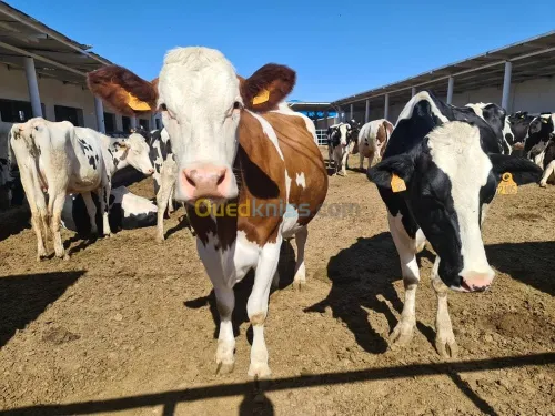 Vente Terrain Agricole Djelfa Dar chioukh