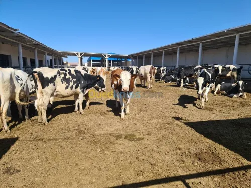 Vente Terrain Agricole Djelfa Dar chioukh