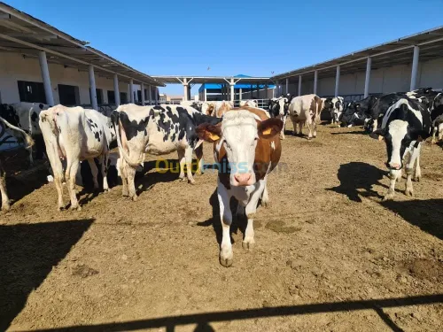 Vente Terrain Agricole Djelfa Dar chioukh