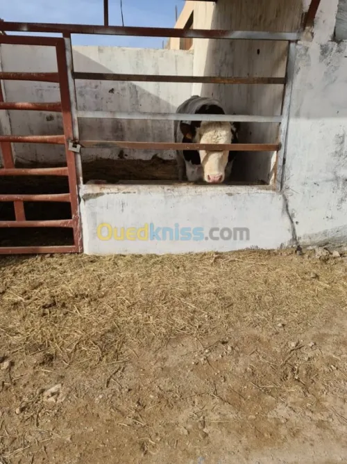 Vente Terrain Agricole Djelfa Dar chioukh