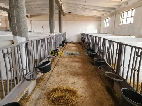 Vente Terrain Agricole Djelfa Dar chioukh