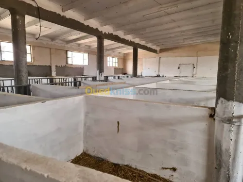 Vente Terrain Agricole Djelfa Dar chioukh