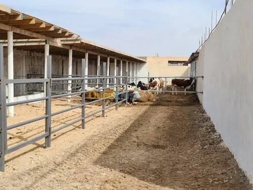 Vente Terrain Agricole Djelfa Dar chioukh