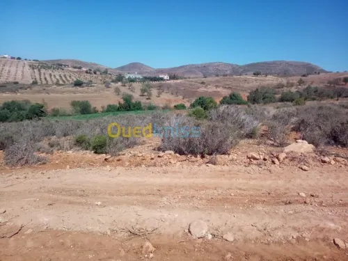 Vente Terrain Tlemcen Souahlia