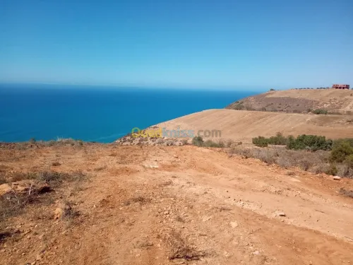 Vente Terrain Tlemcen Souahlia