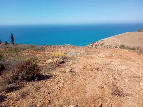 Vente Terrain Tlemcen Souahlia