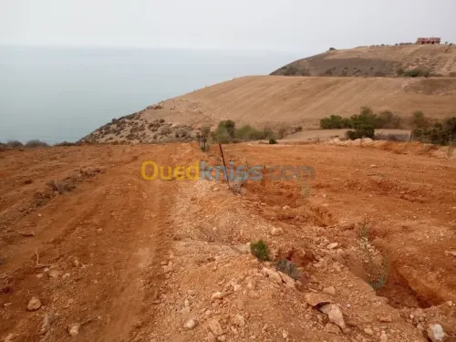Vente Terrain Tlemcen Souahlia