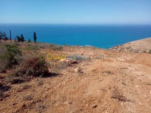Vente Terrain Tlemcen Souahlia