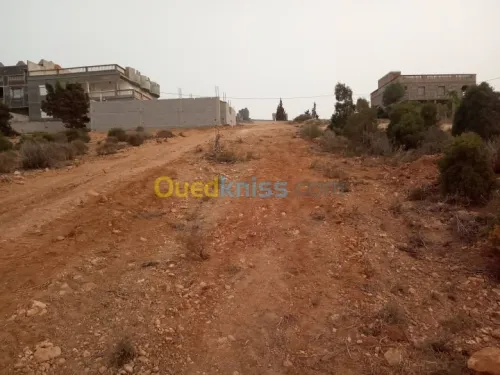 Vente Terrain Tlemcen Souahlia