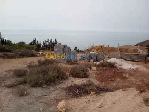 Vente Terrain Tlemcen Souahlia