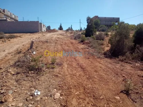 Vente Terrain Tlemcen Souahlia