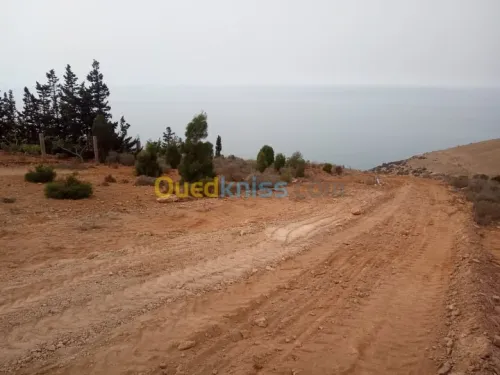 Vente Terrain Tlemcen Souahlia