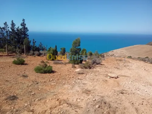 Vente Terrain Tlemcen Souahlia