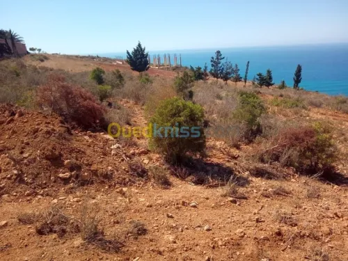 Vente Terrain Tlemcen Souahlia