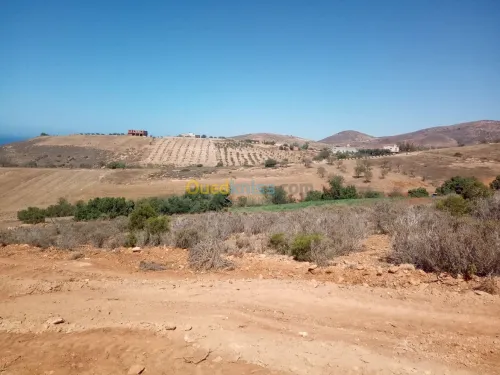 Vente Terrain Tlemcen Souahlia