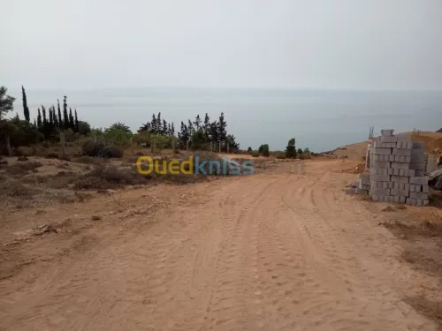 Vente Terrain Tlemcen Souahlia