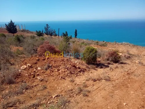 Vente Terrain Tlemcen Souahlia