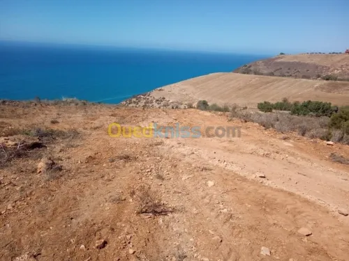 Vente Terrain Tlemcen Souahlia