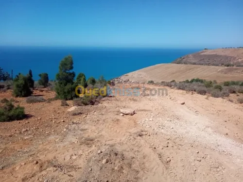 Vente Terrain Tlemcen Souahlia