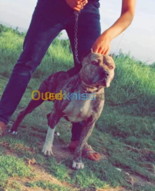 Chien Pitbull pure race 