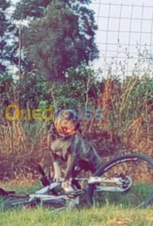 Chien Pitbull pure race 