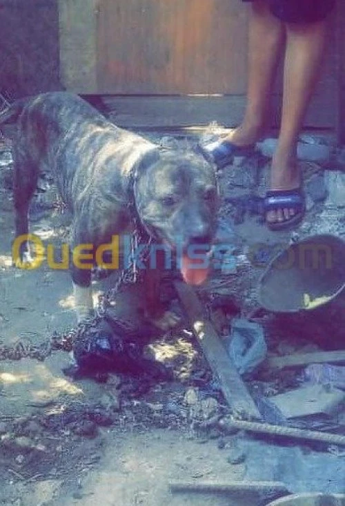 Chien Pitbull pure race 