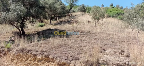 Vente Terrain Bejaia Aokas