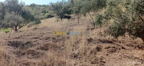 Vente Terrain Bejaia Aokas