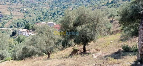 Vente Terrain Bejaia Aokas