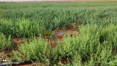 Vente Terrain Agricole Bechar Beni ounif
