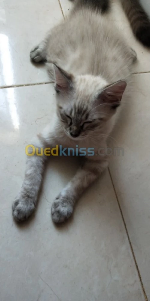 Chat Tigeré