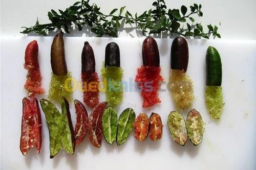 Citron caviar(citrus australasica)