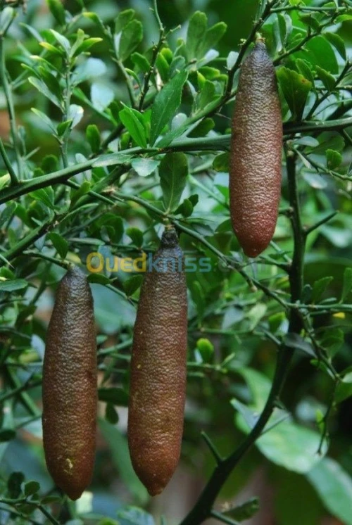 Citron caviar(citrus australasica)