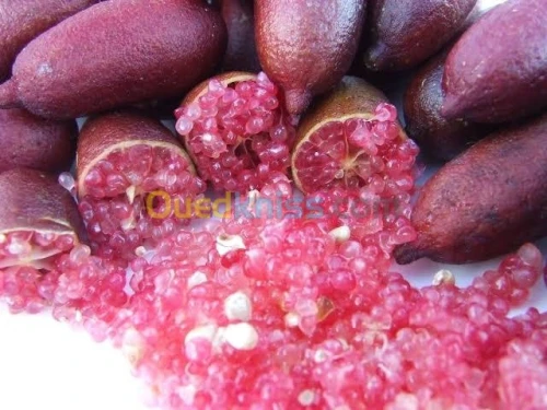 Citron caviar(citrus australasica)