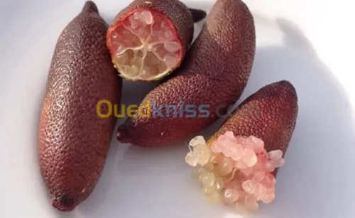 Citron caviar(citrus australasica)