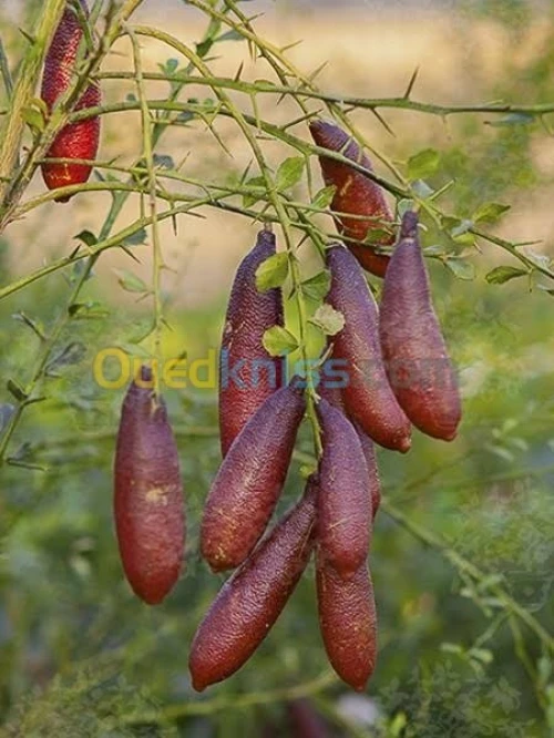 Citron caviar(citrus australasica)