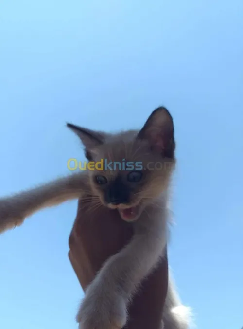 Chaton siamois/ragdolle/sacré 