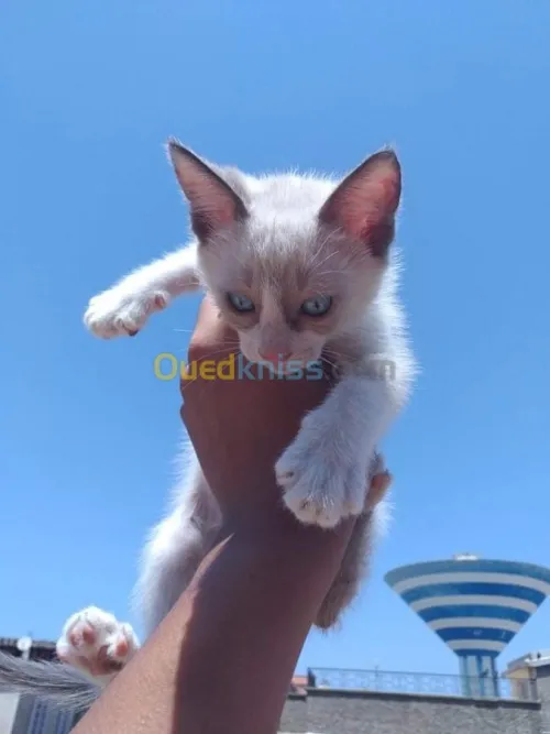 Chaton siamois/ragdolle/sacré 