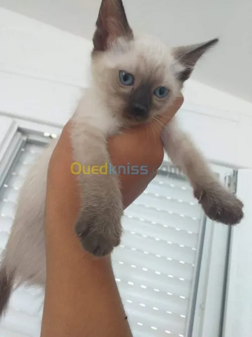 Chaton siamois/ragdolle/sacré 