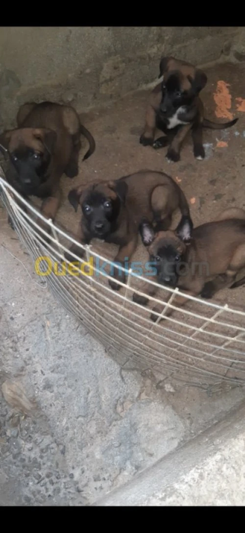 Malinoi